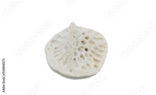 Fototapeta scute of an American alligator - A. mississippiensis - Bony plate inside the skin, called osteoderms or scutes, make the skin very hard to penetrate and are similar to scales. Isolated on white