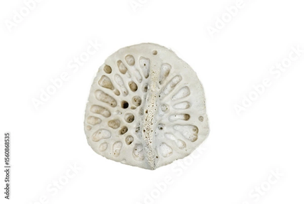 Fototapeta scute of an American alligator - A. mississippiensis - Bony plate inside the skin, called osteoderms or scutes, make the skin very hard to penetrate and are similar to scales. Isolated on white