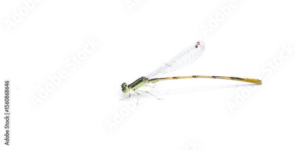Fototapeta citrine forktail - Ischnura hastata - is a damselfly of the family Coenagrionidae isolated on white background with copy space. Adult males have a black head and thorax, with blue markings