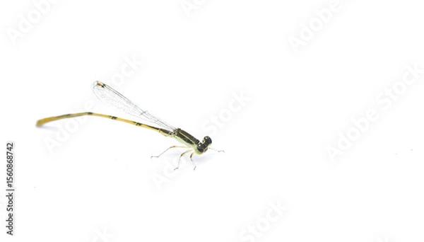 Fototapeta citrine forktail - Ischnura hastata - is a damselfly of the family Coenagrionidae isolated on white background with copy space. Adult males have a black head and thorax, with blue markings
