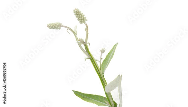 Fototapeta Blackroot - Pterocaulon pycnostachyum - found statewide in Florida in a variety of sunny upland habitats. Flower fruit macro close up high resolution detailed, isolated