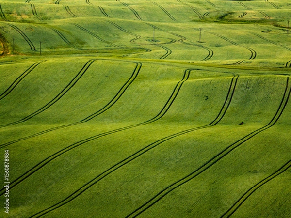 Obraz Rolling Green Fields with Crop Lines