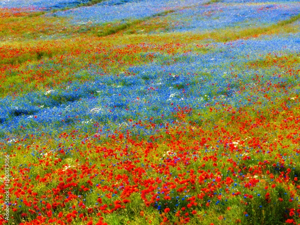 Obraz Vibrant Wildflower Meadow with Red and Blue Blooms