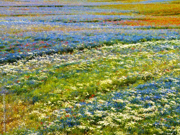 Obraz Colorful Wildflower Meadow in Full Bloom