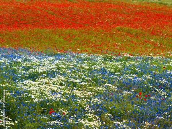 Obraz Colorful Wildflower Meadow with Poppies