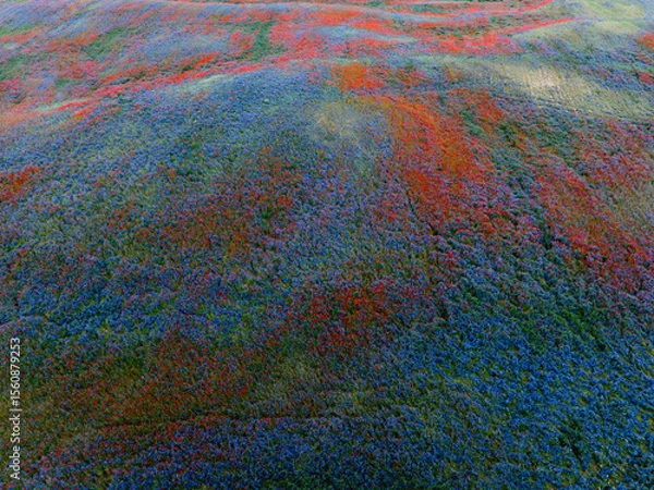 Obraz Field of Colorful Wildflowers in Bloom