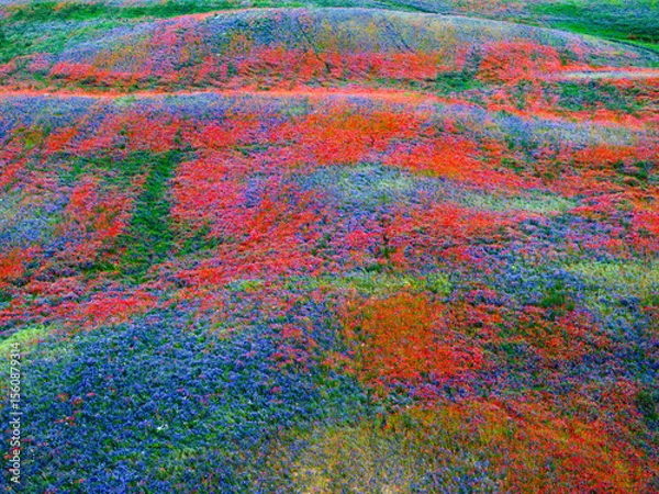 Obraz Colorful Wildflower Meadow in Full Bloom