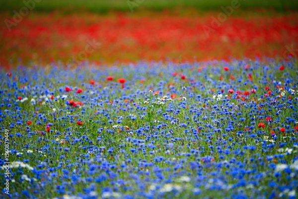 Obraz Field of Red and Blue Wildflowers