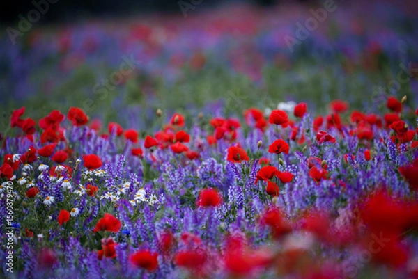 Obraz Field of Red Poppies and Purple Wildflowers