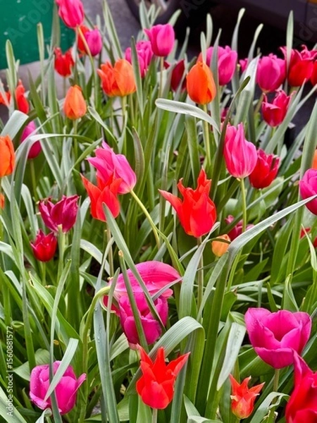 Fototapeta Bright pink and red tulips in spring bloom