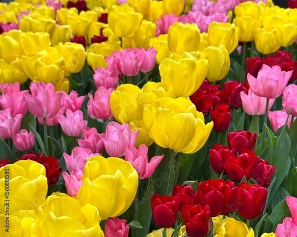 Fototapeta Colorful tulip field with yellow, pink, and red flowers
