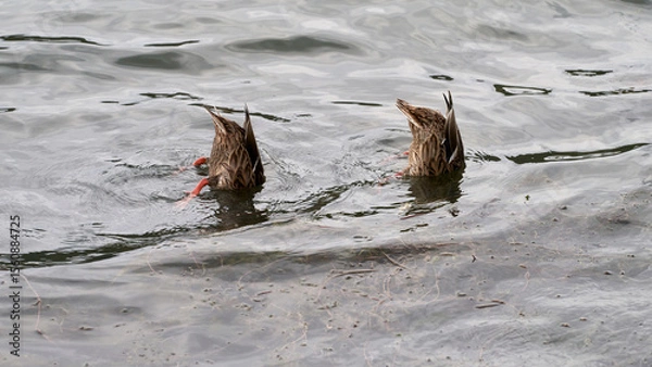 Fototapeta Mallard ducks are looking for food under the water of the lake. They lowered their heads and necks into the water, standing vertically "tail up".
