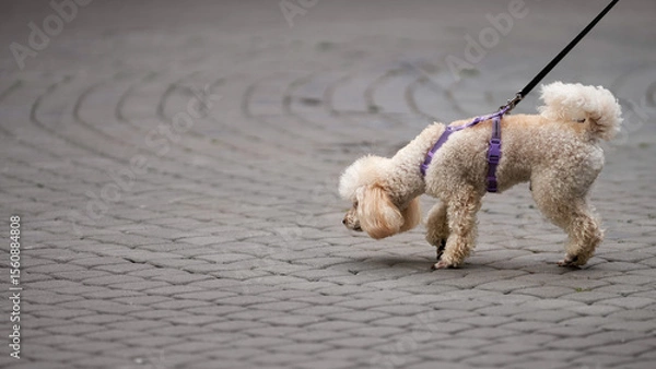 Fototapeta White poodle in dog harness on a walk. Copy space.