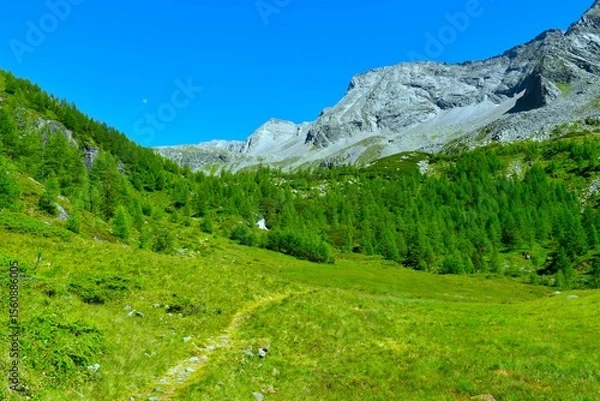 Fototapeta Hiking trail leading across and alpine meadow and a larch forest above in High Tauern mountains, Carinthia, Austria