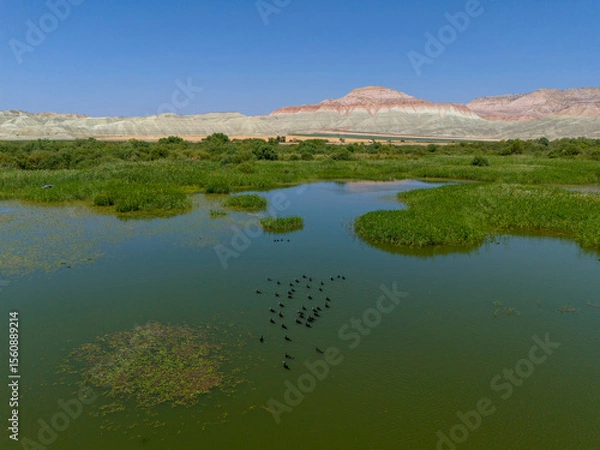 Fototapeta Nallihan Bird Sanctuary Beypazarı Ankara Birds resting on a tranquil marsh landscape.High-angle view of a serene marsh with a calm body of water and lush green vegetation. Nallıhan Kus Cenneti Turkey