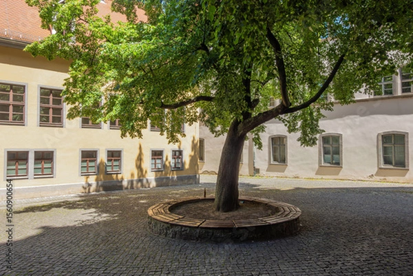 Obraz A quiet courtyard with a large shady tree, a wooden bench, and cobblestones, surrounded by old buildings bathed in warm light
