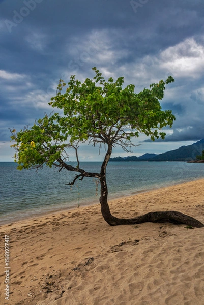 Fototapeta Trees on Kai Bae Beach under a gloomy dramatic sky