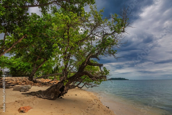 Fototapeta Trees on Kai Bae Beach under a gloomy dramatic sky
