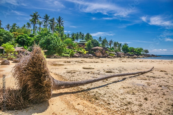 Fototapeta Tropical sea beach with fallen coconut palm tree on Koh Kood island