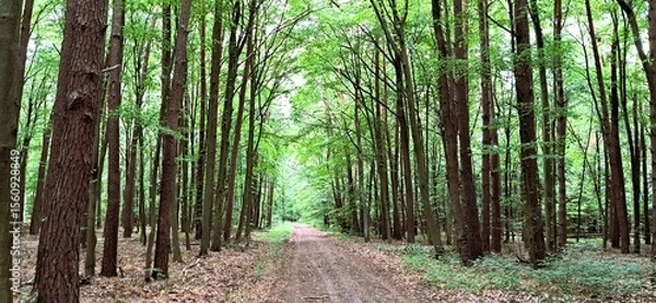 Obraz las drzewa pole droga chmury