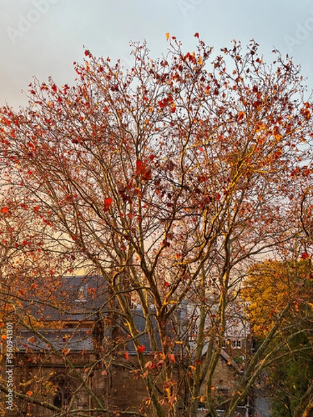 Fototapeta Autumn leaves on tree branches under the warm sunlight.