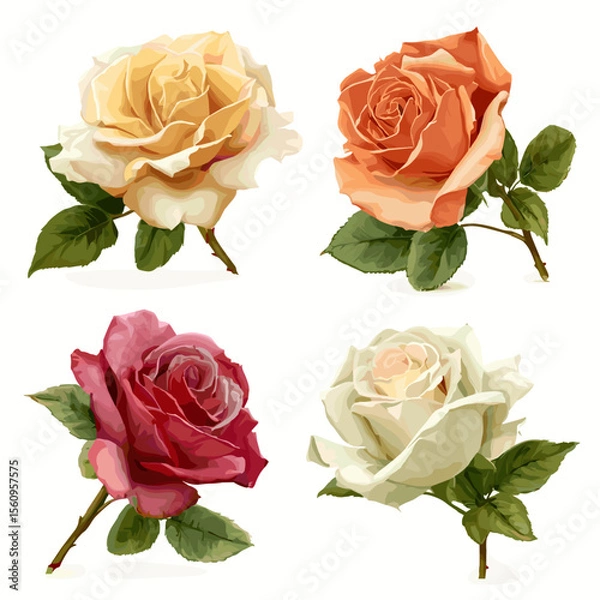 Fototapeta Colorful vector illustration of four roses with leaves in different colors on white background