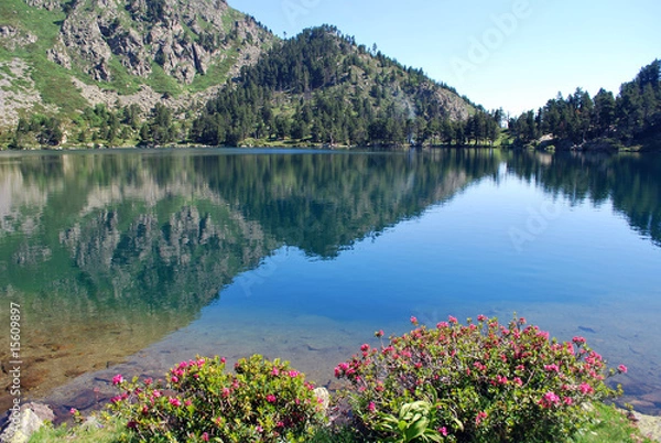 Fototapeta Des rhododendrons au lac de Laurenti