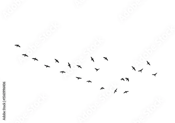 Fototapeta A flock of birds in silhouette flying in a curved line across a white background, isolated on transparent background