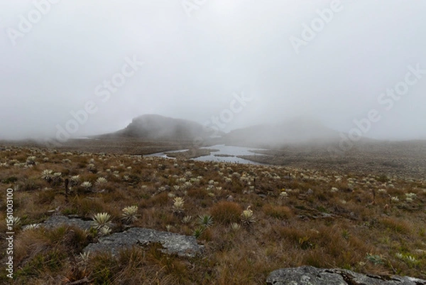 Fototapeta paramo highland ecosystem with foggy mountains and beautiful lake surrounded of espeletia plants