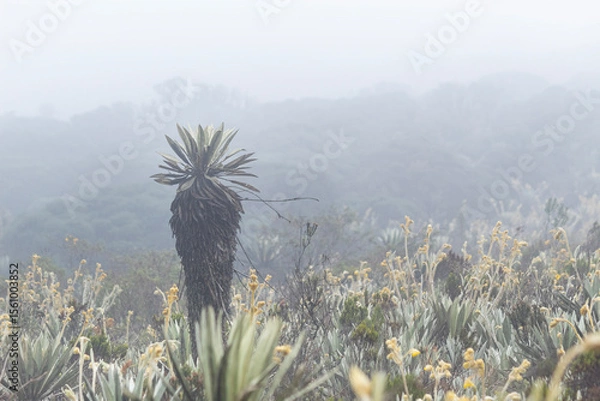 Fototapeta lonely big frailejon plant in middle of a misty paramo ecosystem with mountains at background