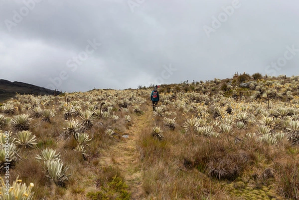 Fototapeta adventurers doing trekking in middle of colombian paramo ecosystem surrounded of an endemic plant knowed as frailejon