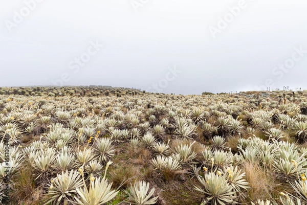 Fototapeta frailejon valley in middle of sumapaz paramo ecosystem in colombia with foggy sky