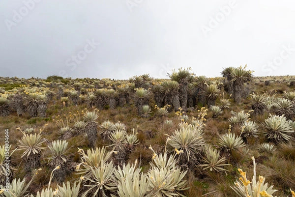 Fototapeta frailejon plant in middle of a colombian paramo ecosystem with grey sky