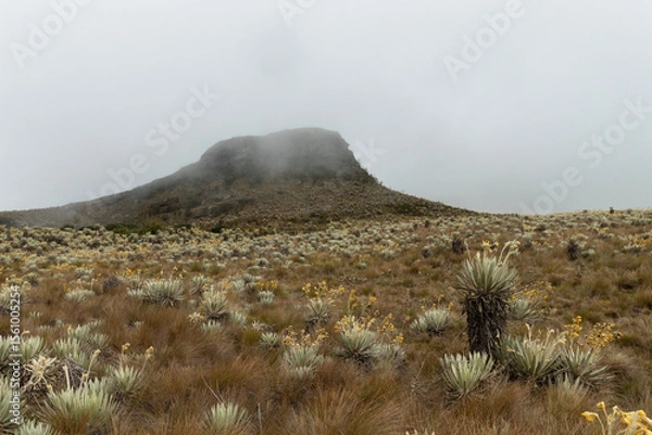 Fototapeta paramo ecosystem panoramic shot with frailejones plants and a cloudy mountain at background