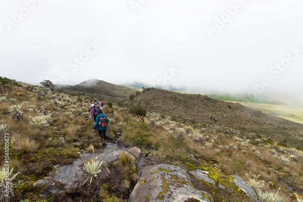 Fototapeta people hiking in middle of paramo ecosystem mountains in south america with foggy mountains at background
