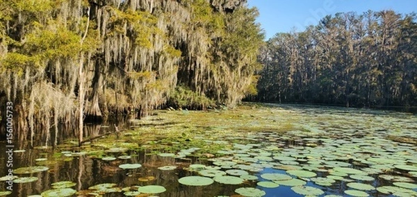 Fototapeta Lily pads and cypress trees with spanish moss at caddo lake, Texas