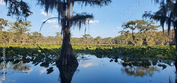 Fototapeta Scenic view of Caddo Lake with Bald Cypress trees and Reflections in Texas