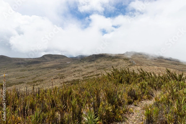 Fototapeta Trekking path in middle of colombian paramo ecosystem with foggy mountains at background