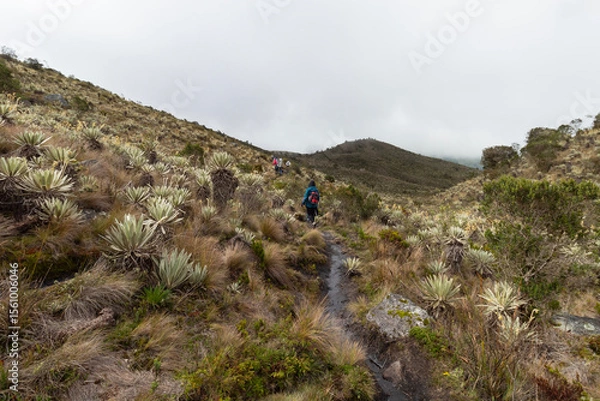 Fototapeta People into a paramo ecosystem mountain with frailejon plants and cloudy sky