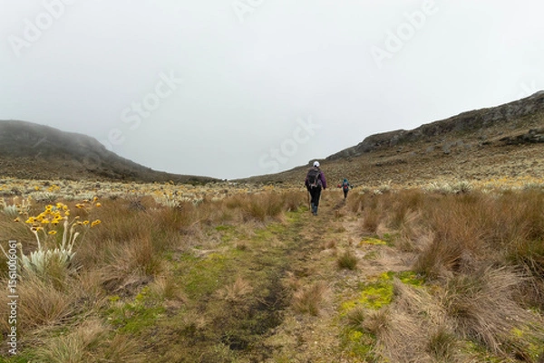 Fototapeta people doing hiking in middle of a paramo ecosystem in colombia