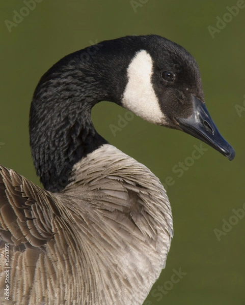 Obraz canadian goose