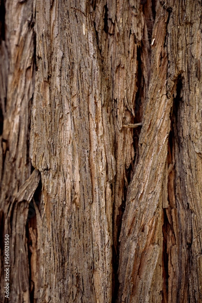 Obraz Tree Bark 