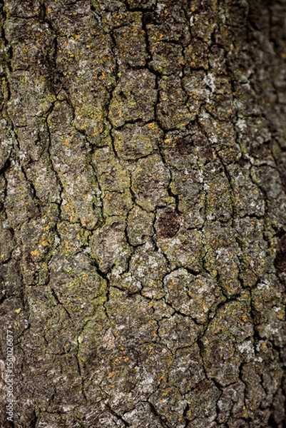 Obraz Oak Tree Texture 
