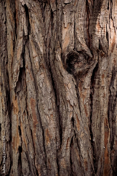 Obraz bark of a tree