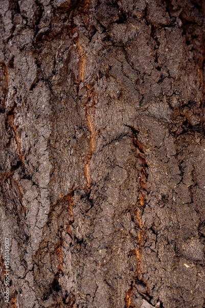 Obraz tree bark texture