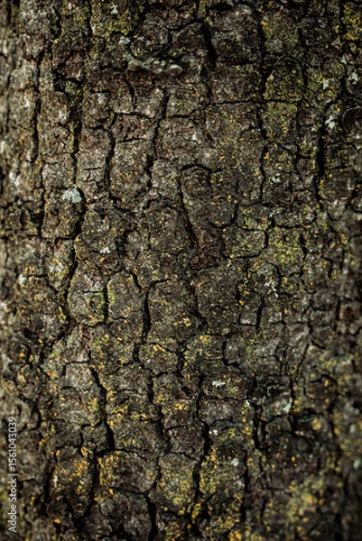 Obraz tree bark texture