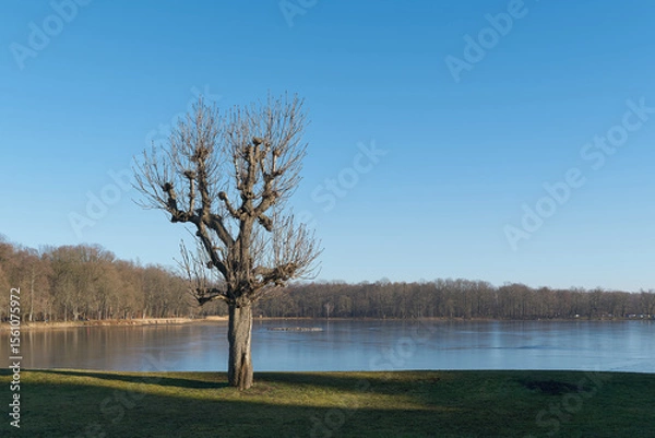 Obraz Kastanie am Ufer des Schlossteiches am Schloss Moritzburg in Sachsen im Winter