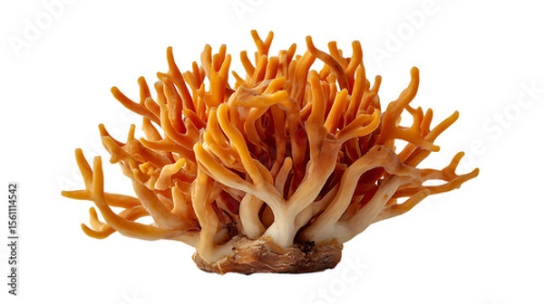 Fototapeta A vibrant orange coral mushroom with a complex branching structure isolated on a transparent background isolated on transparent background