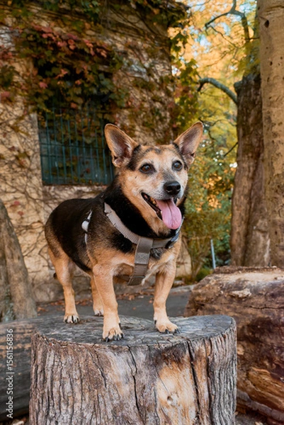 Fototapeta Dog standing on a tree trunk in an autumn forest. Natural light, rustic textures, and serene mood perfect for seasonal, outdoor, or pet focused campaigns