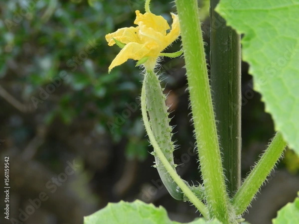 Fototapeta キュウリの花